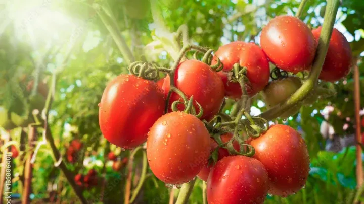 Puré de tomate del Mediterráneo