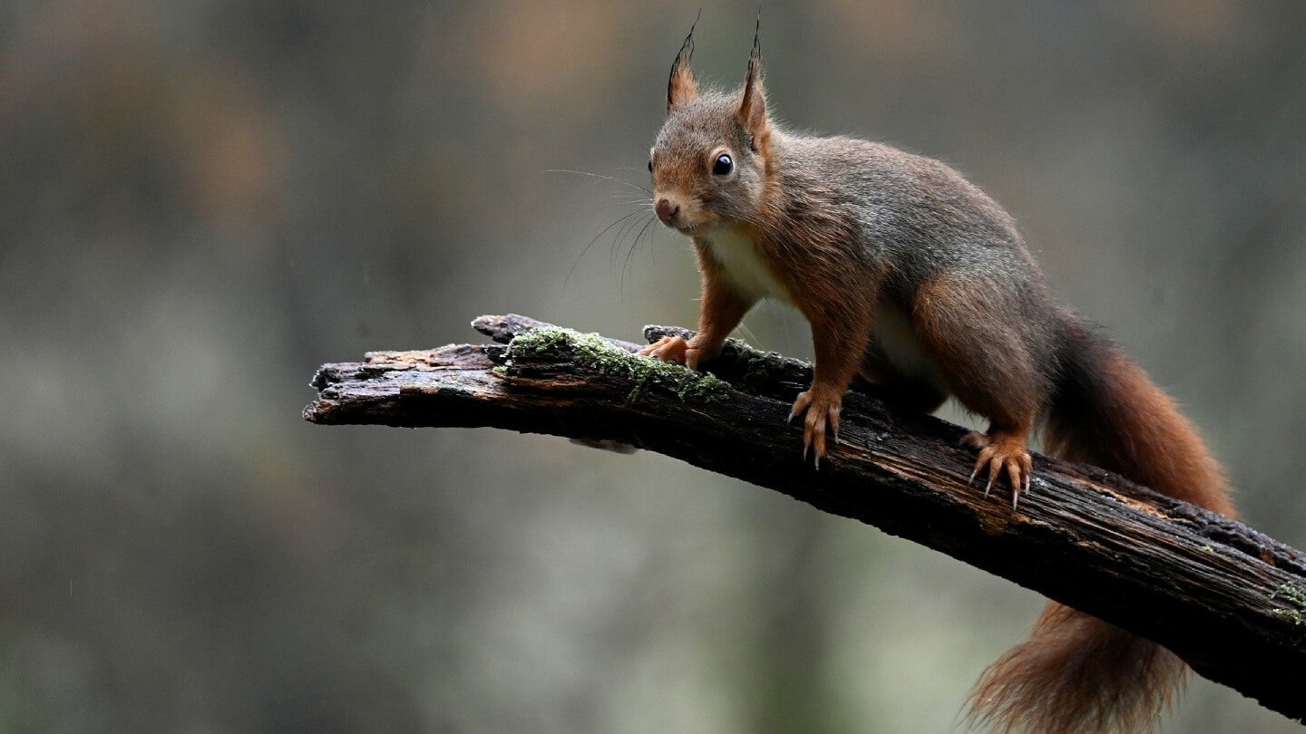 image red squirrel