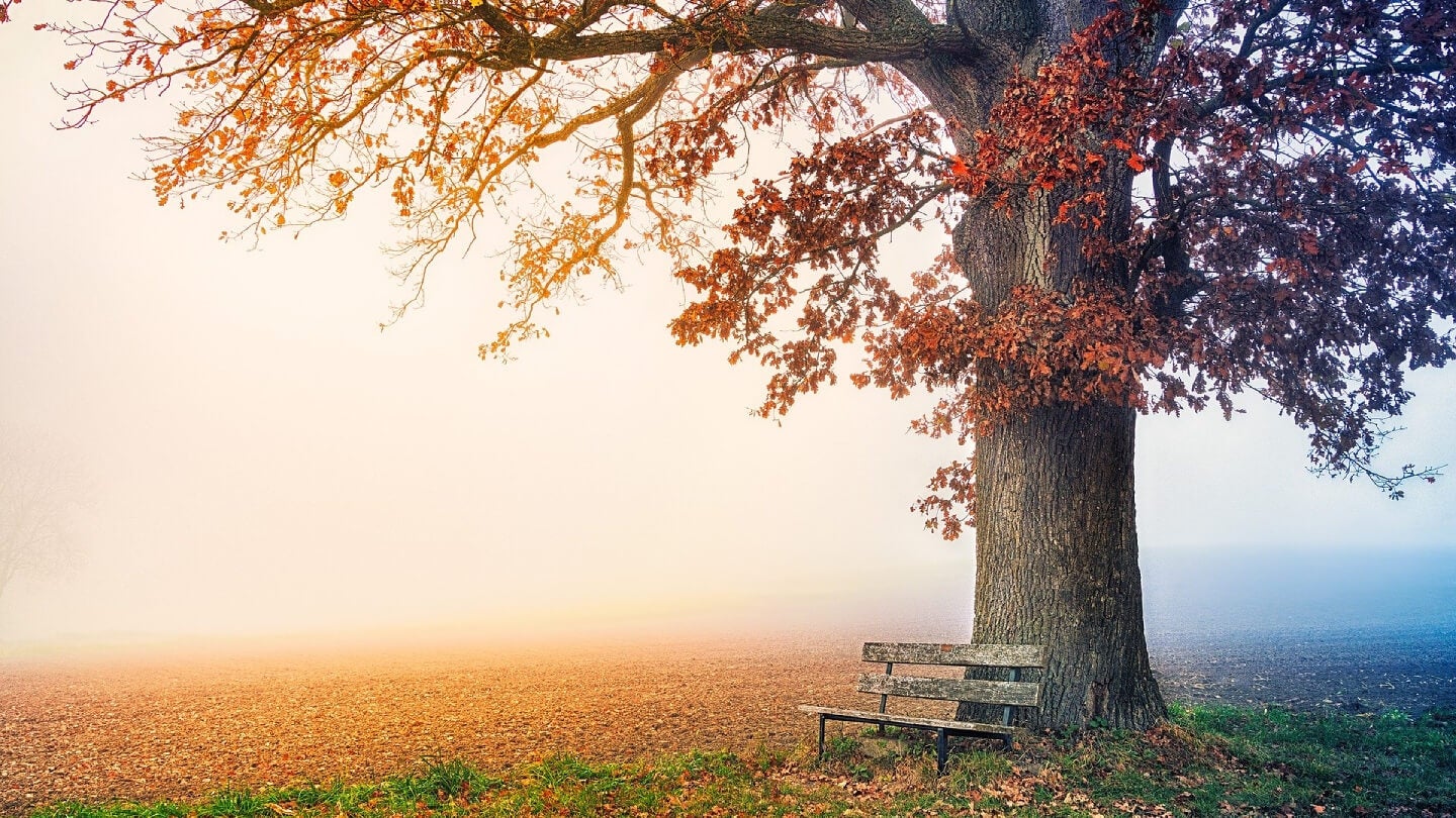 image tree