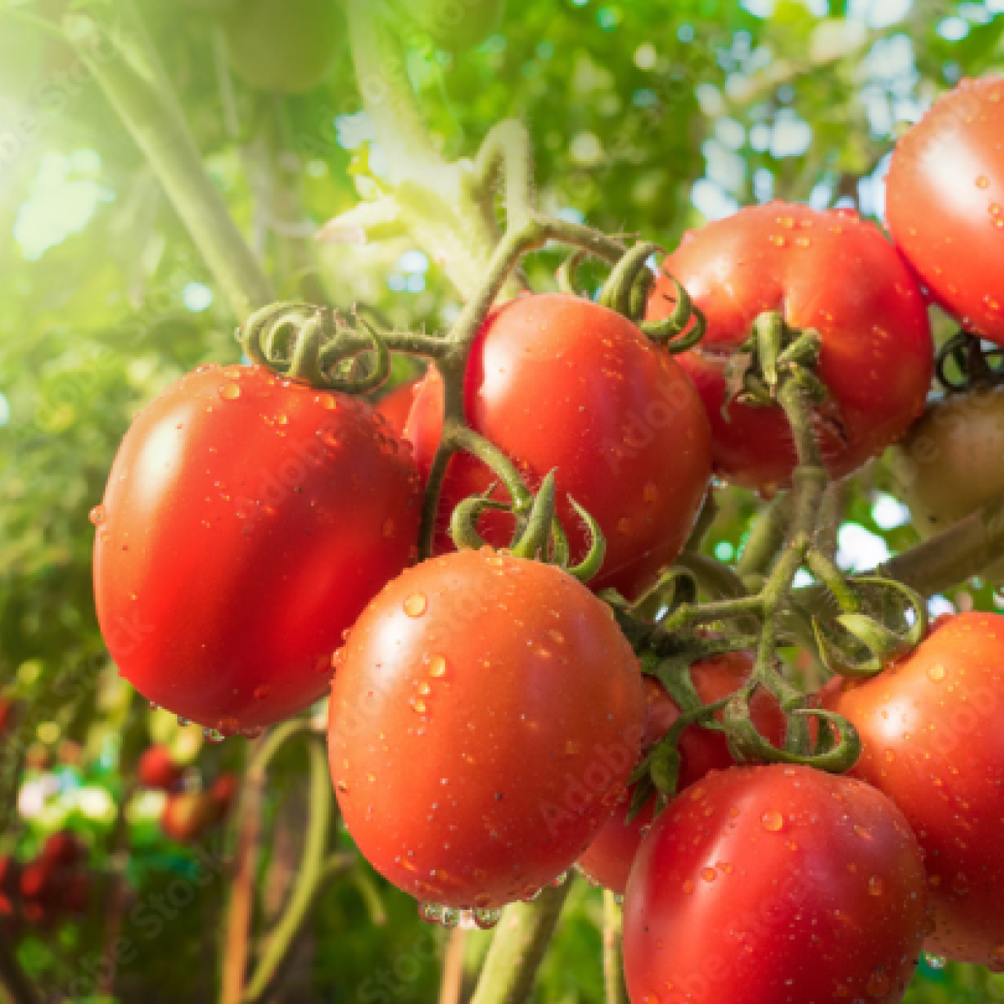 Puré de tomate del Mediterráneo