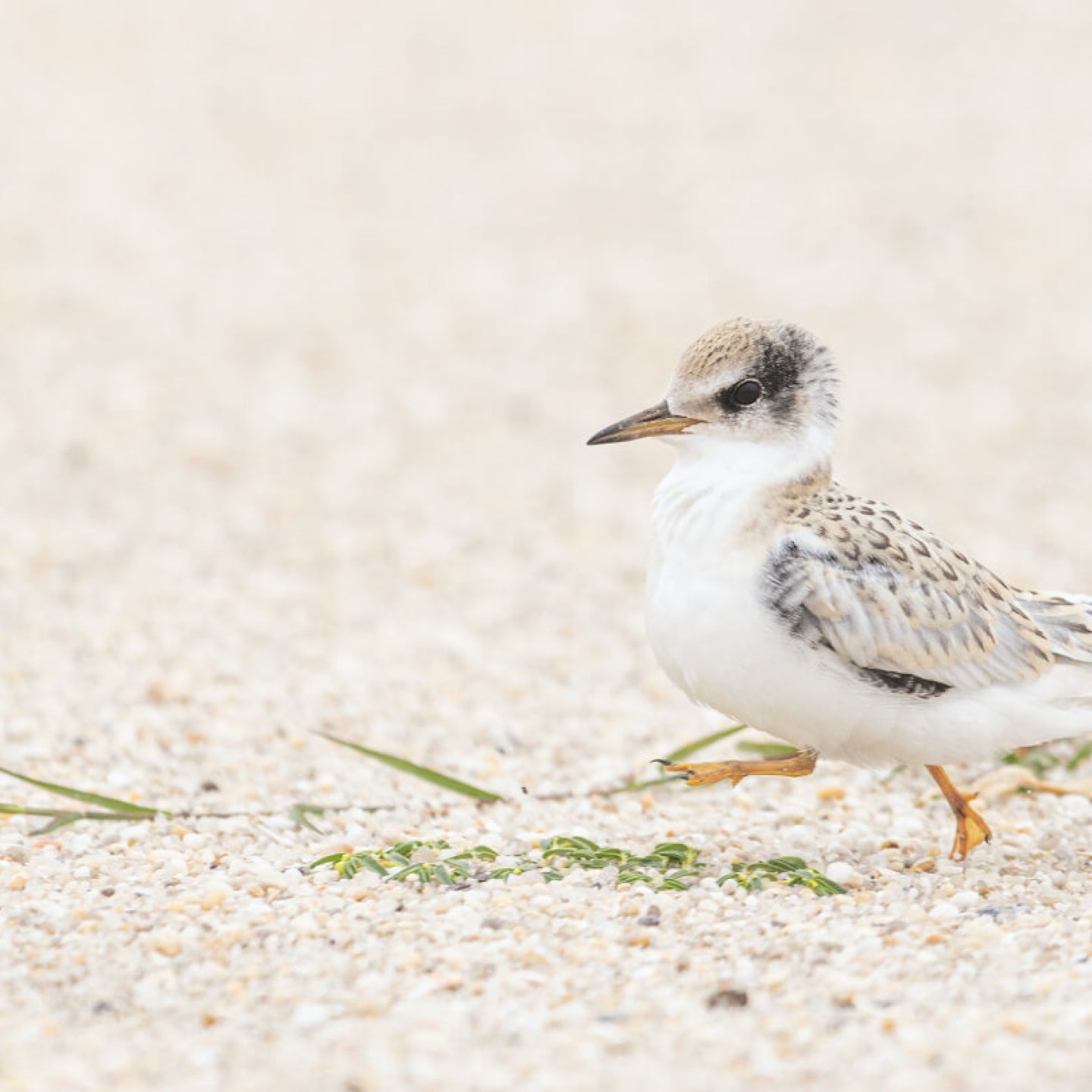 image bird