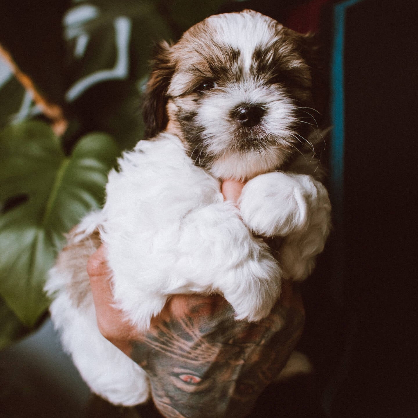image dog