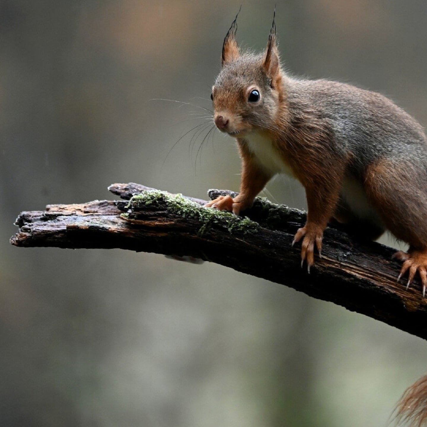 image red squirrel
